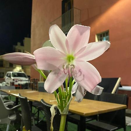 Restaurant & Rooms Cabrit Sant Mateu Exterior photo